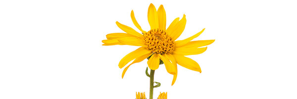 Le macérât huileux d'Arnica